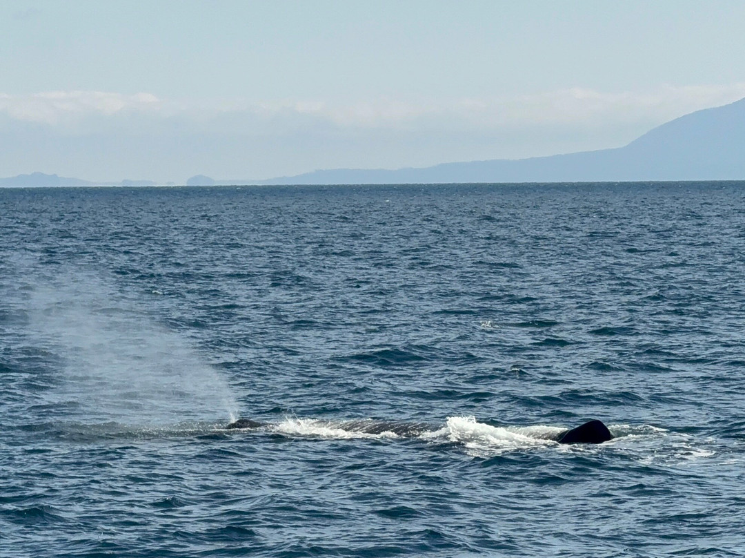Gojiraiwa Kanko - Day Tours (East Shiretoko)-罗臼町必去景点