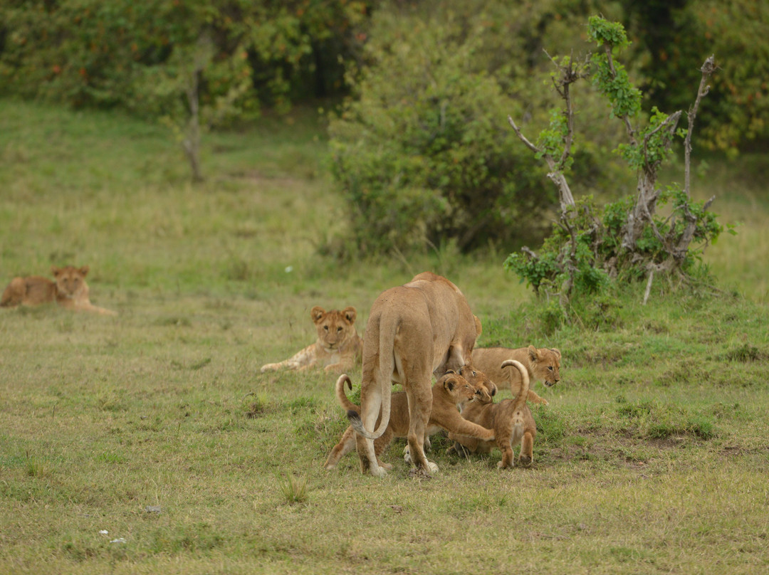 Mara Naboisho Conservancy-纳罗克必去景点