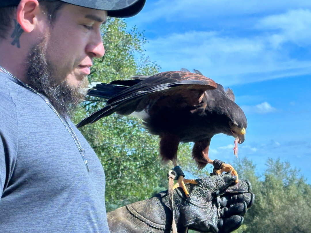 The Falconry Experience-纽波特必去景点