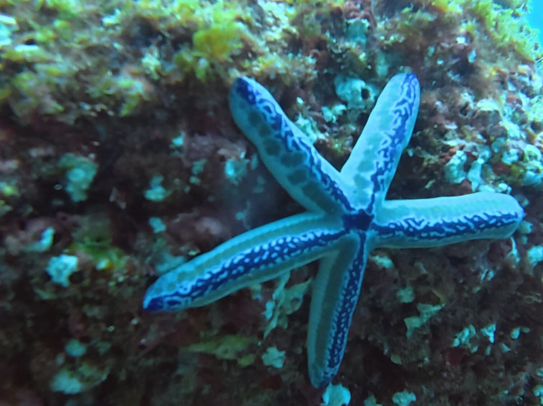 Scuba Tamarindo-塔马林多必去景点