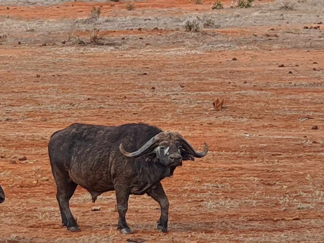 Safari Mit Peter Mutua Muli Aus Kenia-迪亚尼必去景点
