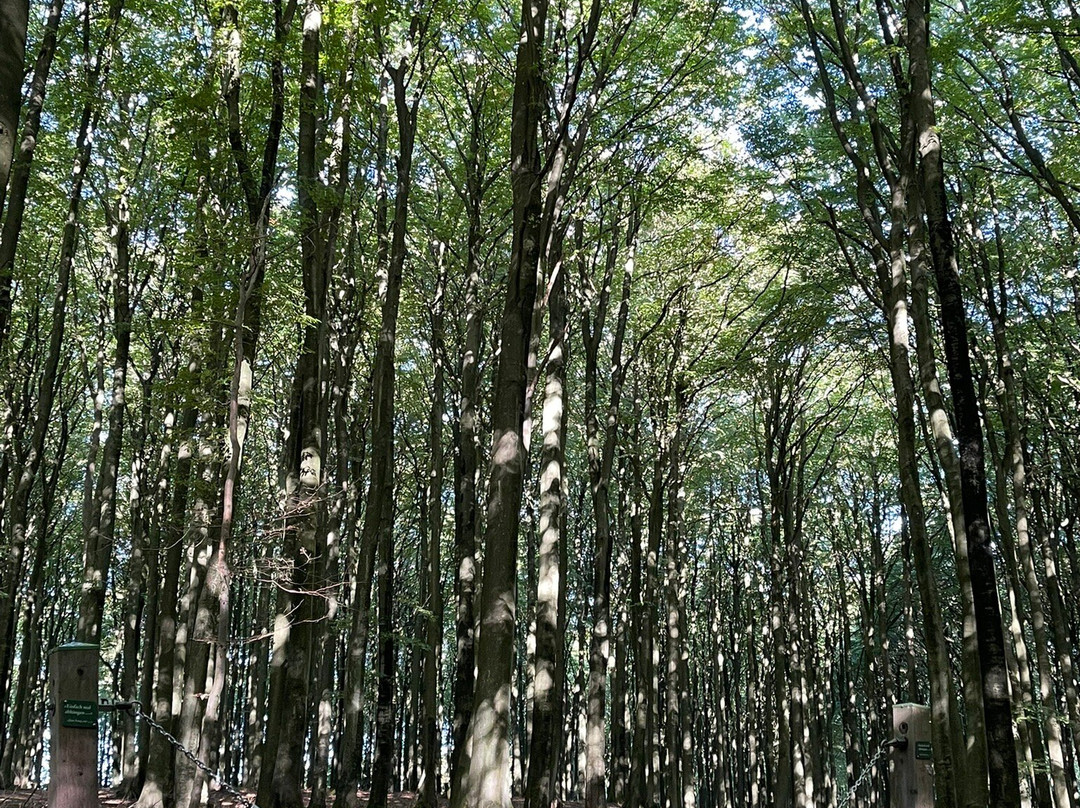Nationalpark Jasmund-萨斯尼茨必去景点