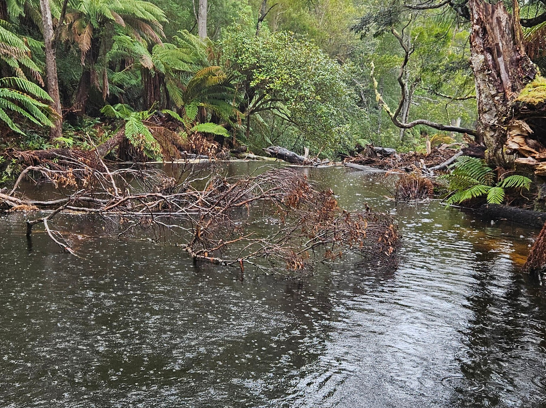 Halls Falls-Pyengana必去景点
