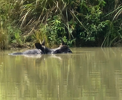 尼泊尔野生动物度假酒店主图