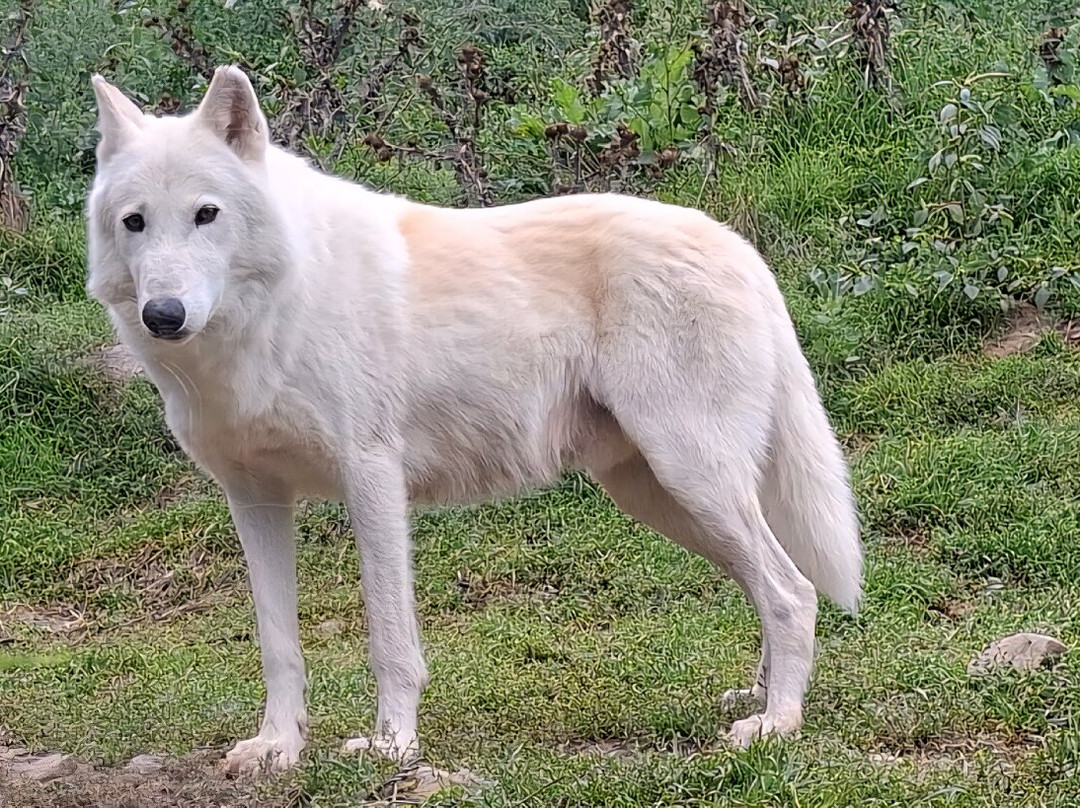 Parc Animalier De Casteil-Casteil必去景点