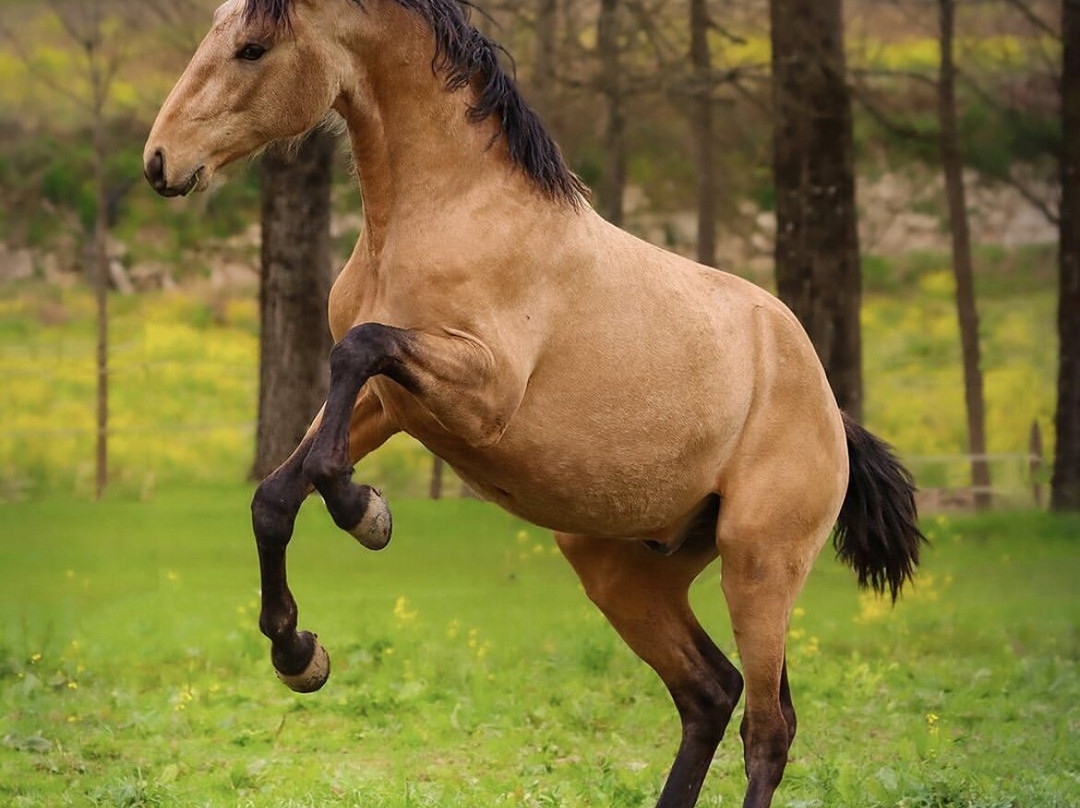 Quinta Ladeira do Prado - Horse Training & Equestrian Tourism