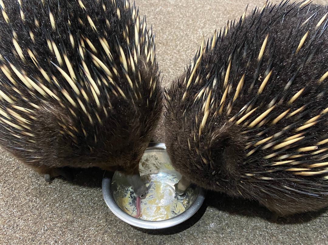 Platypus House-Beauty Point必去景点