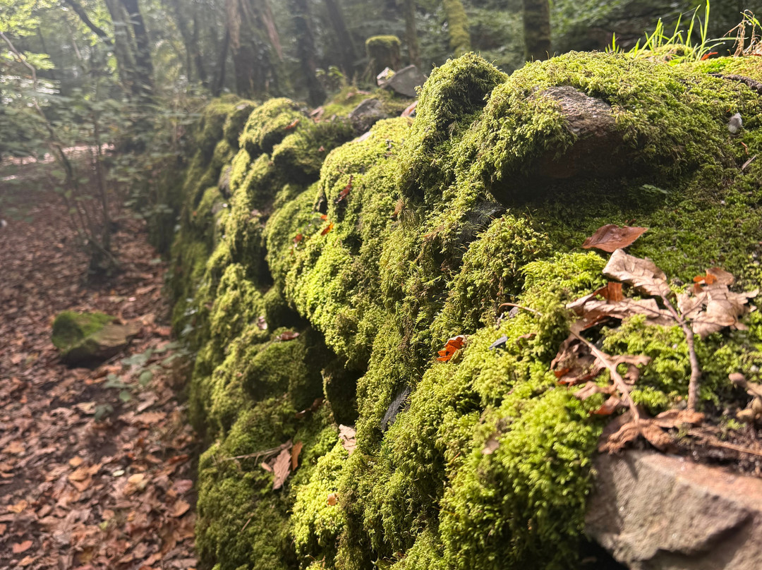 Long Timber Woods-Ivybridge必去景点