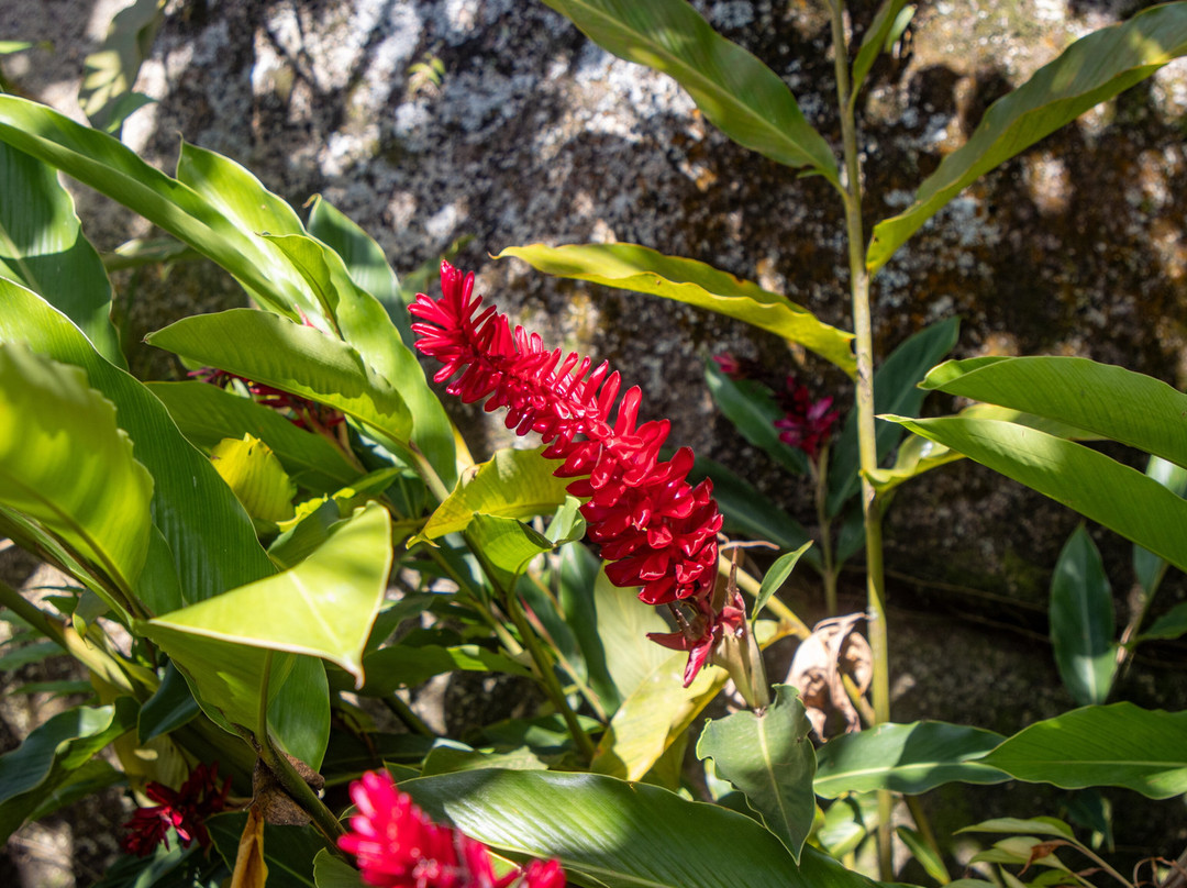 Le Jardin Du Roi Spice Garden-马埃岛必去景点
