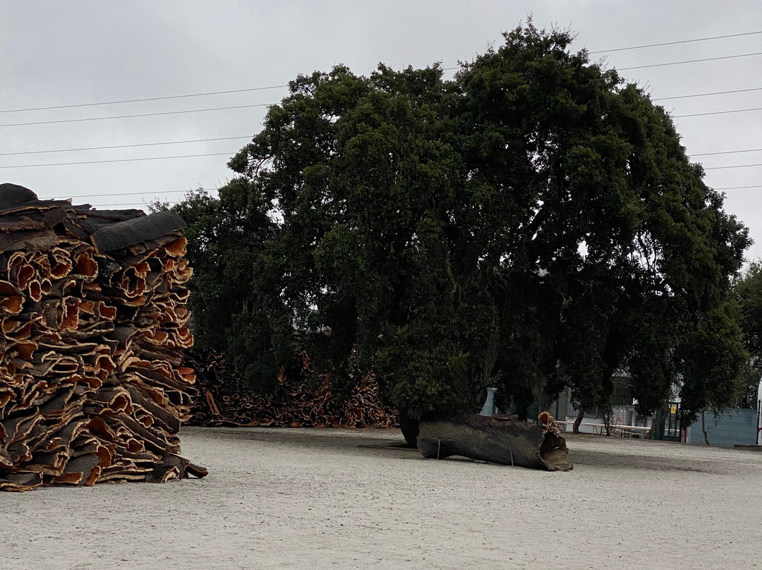 Corticarte - Arte em Cortica-Azaruja必去景点