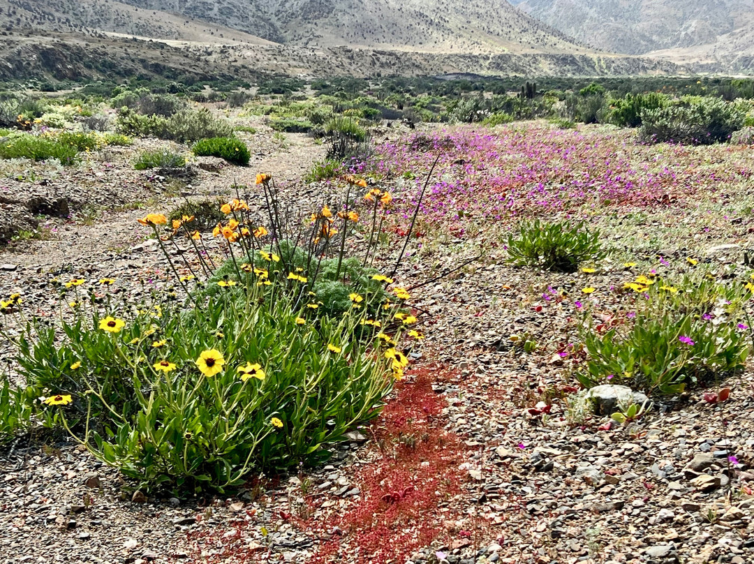 Parque Nacional Llanos del Challe-Huasco必去景点