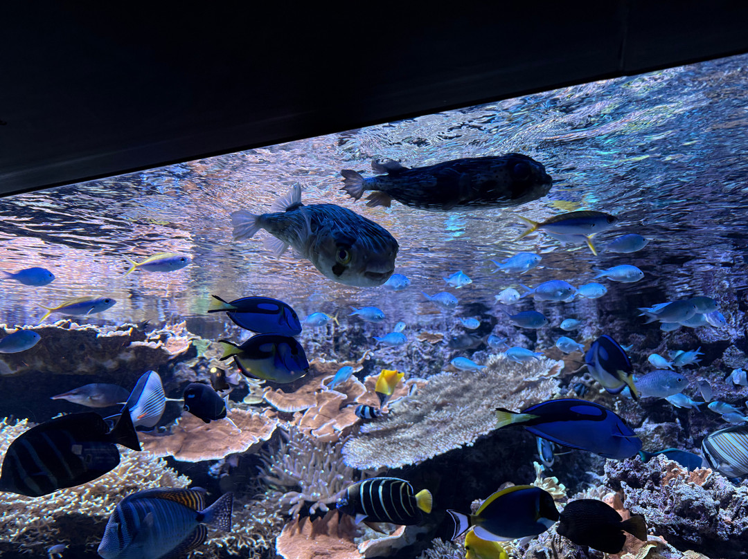 丹麦国家水族馆-哥本哈根必去景点