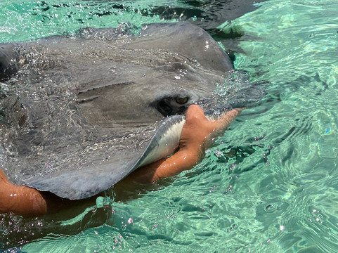 All Sea Sun Tours-大开曼岛必去景点