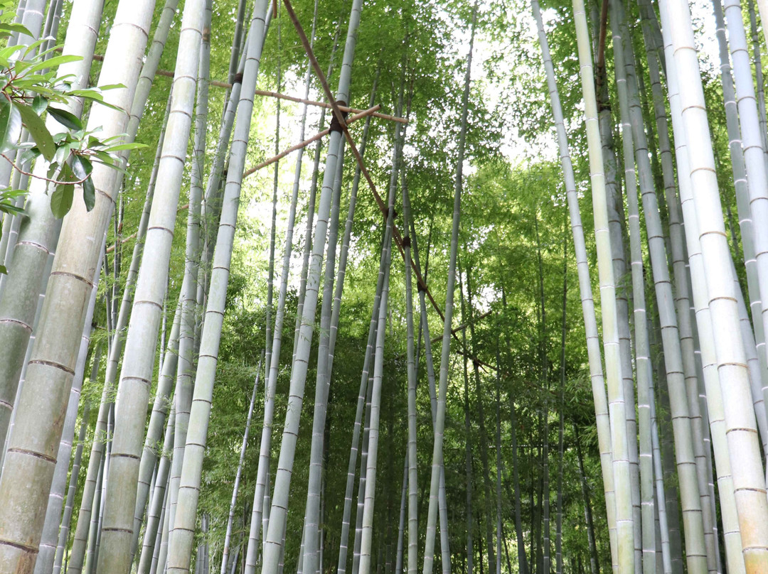 Hokoku-ji Temple Bamboo Grove-镰仓市必去景点