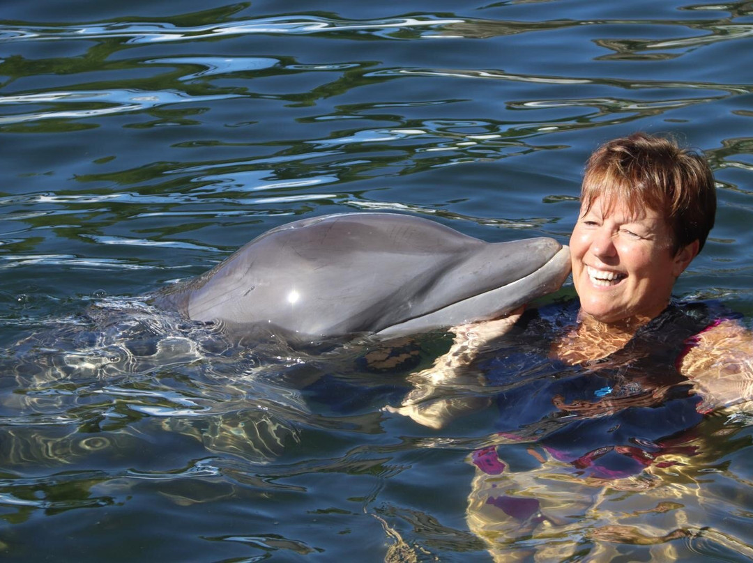 Dolphin Life-拉哥岛必去景点