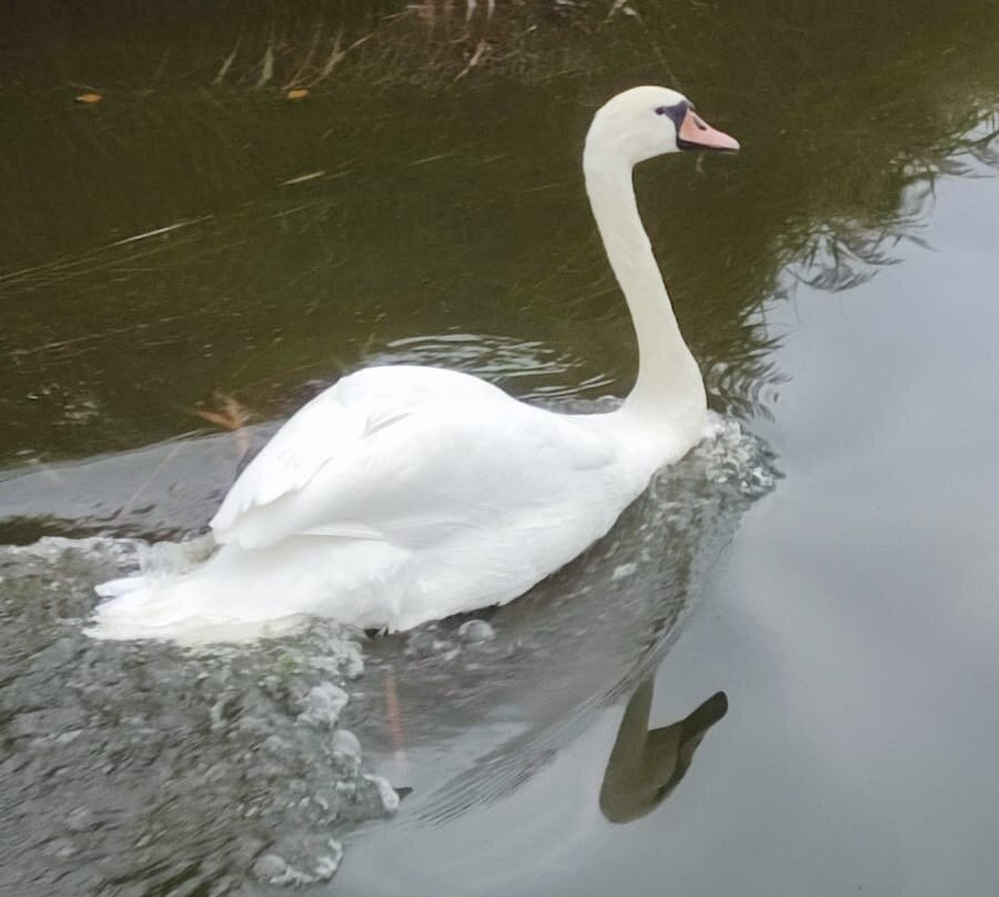 Martham Ferry Day Boat Hire-Martham必去景点