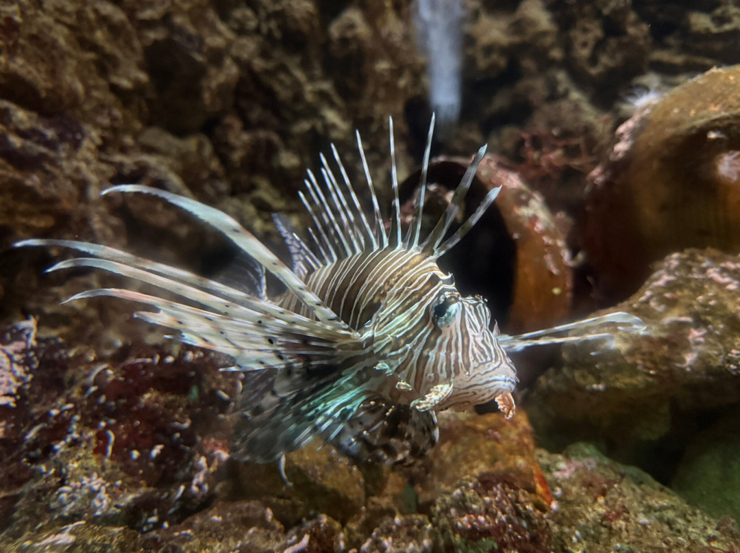 Aquarium of Rhodes - Hydrobiological Station-罗德城必去景点