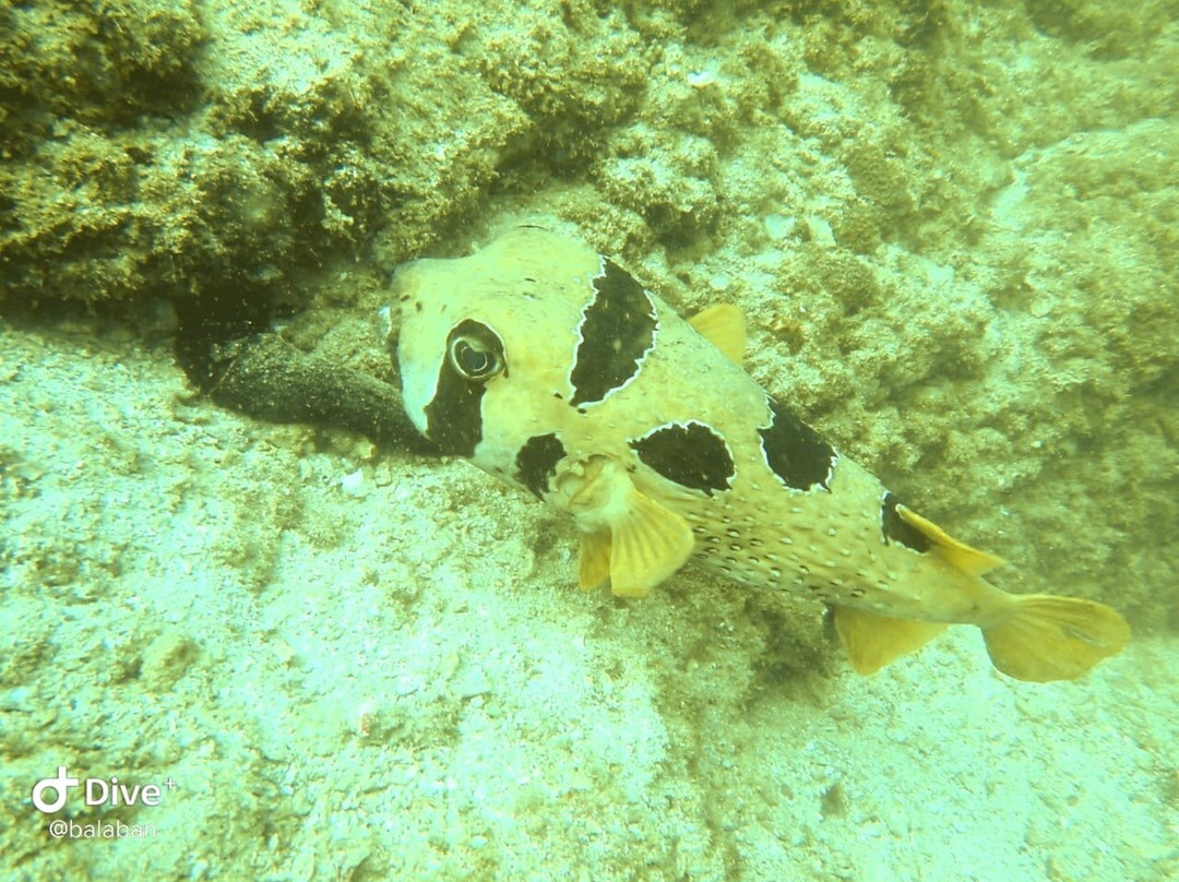 Aquanauts Diving Center-Al Aqah必去景点