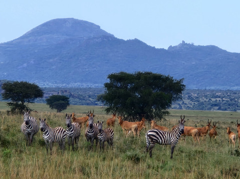 Gorilla Tours-坎帕拉必去景点