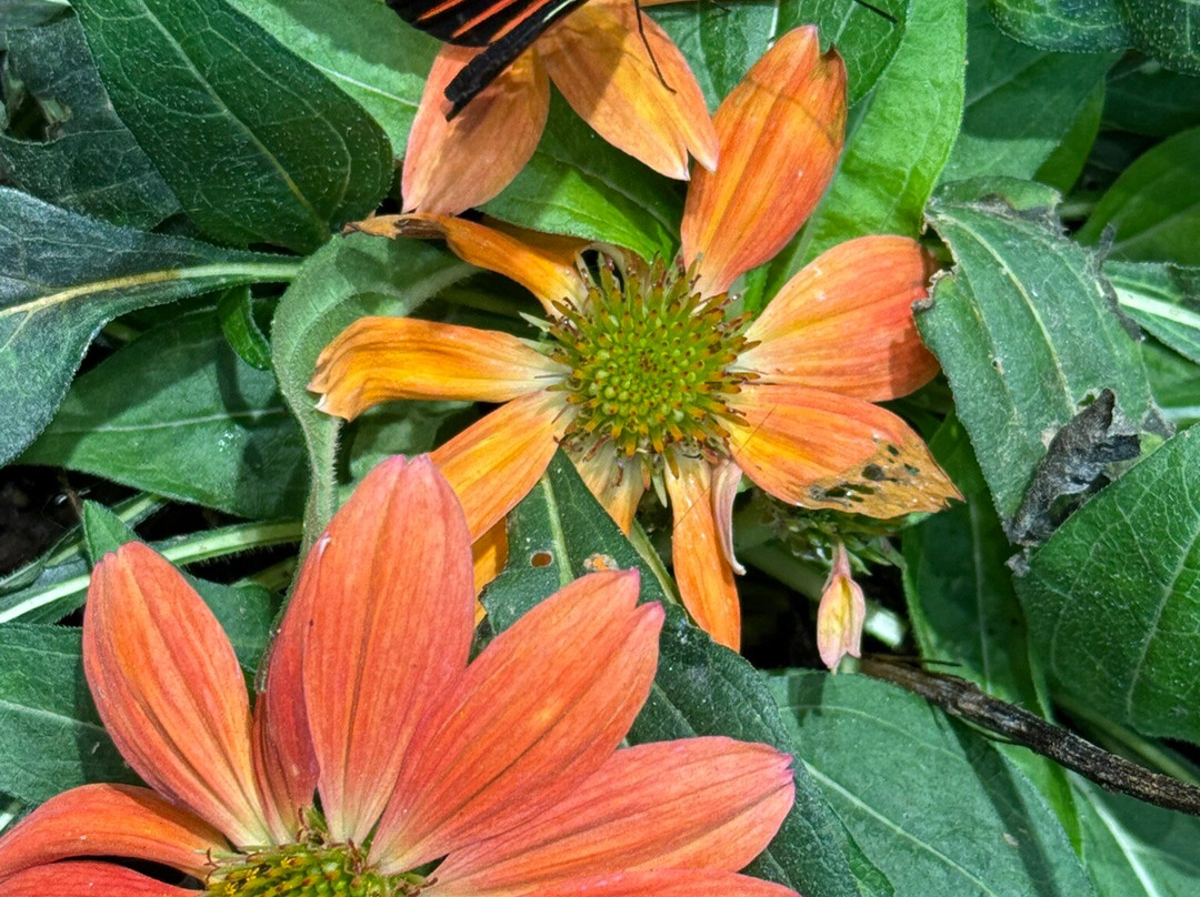 奥杜邦昆虫博物馆-新奥尔良必去景点