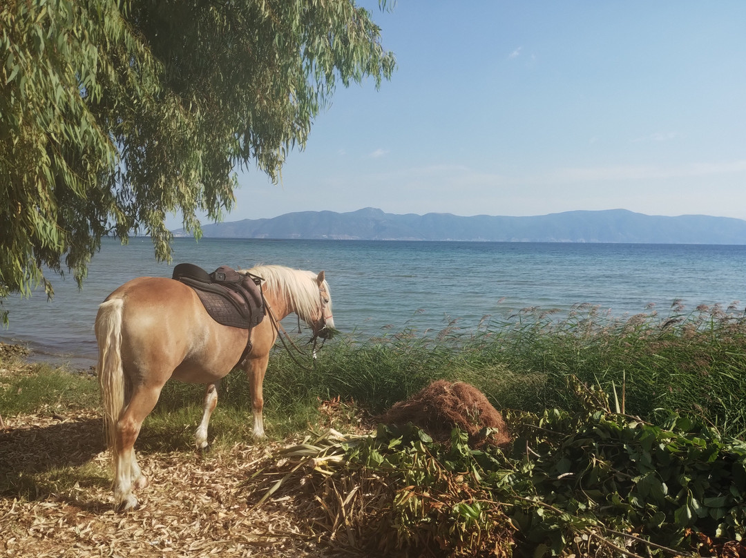 Darko World Horse Riding-Livanates必去景点