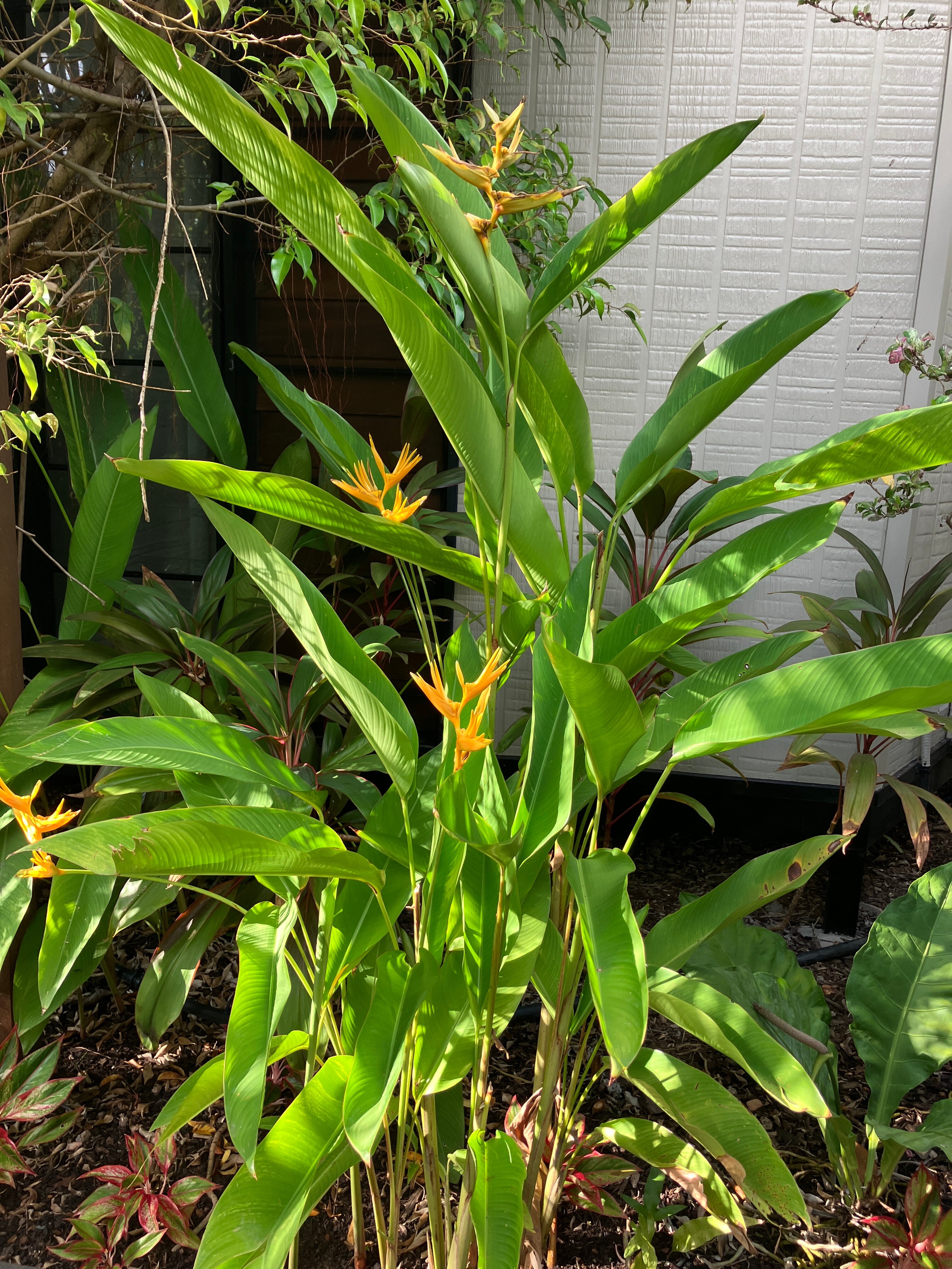 棕榈城市度假村-浴室