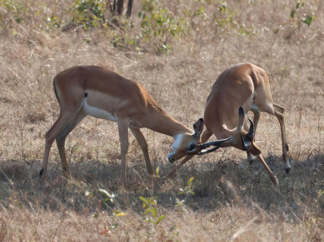 Msafiri Travels-Dar es Salaam必去景点