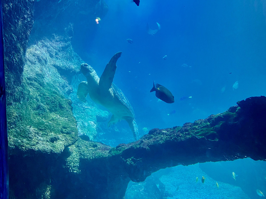Aquarium de Biarritz-比亚里茨必去景点