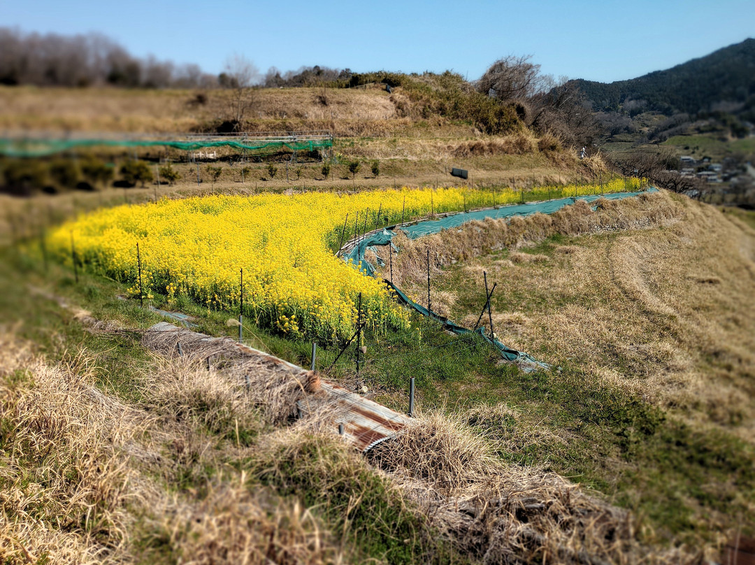 Inabuchinotanada-明日香村必去景点