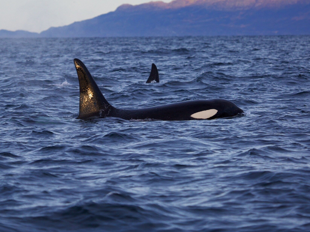 Explore 70 Degrees-Skjervoy必去景点