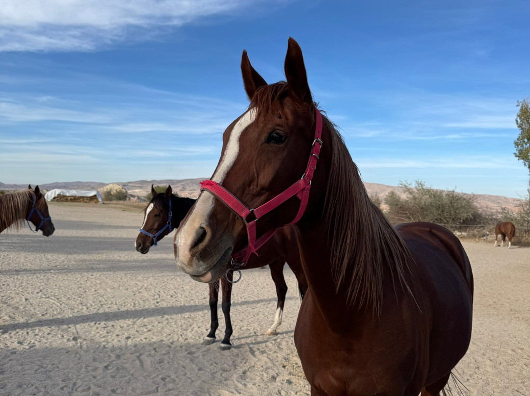 Doga Binicilik Merkezi-卡帕多细亚必去景点