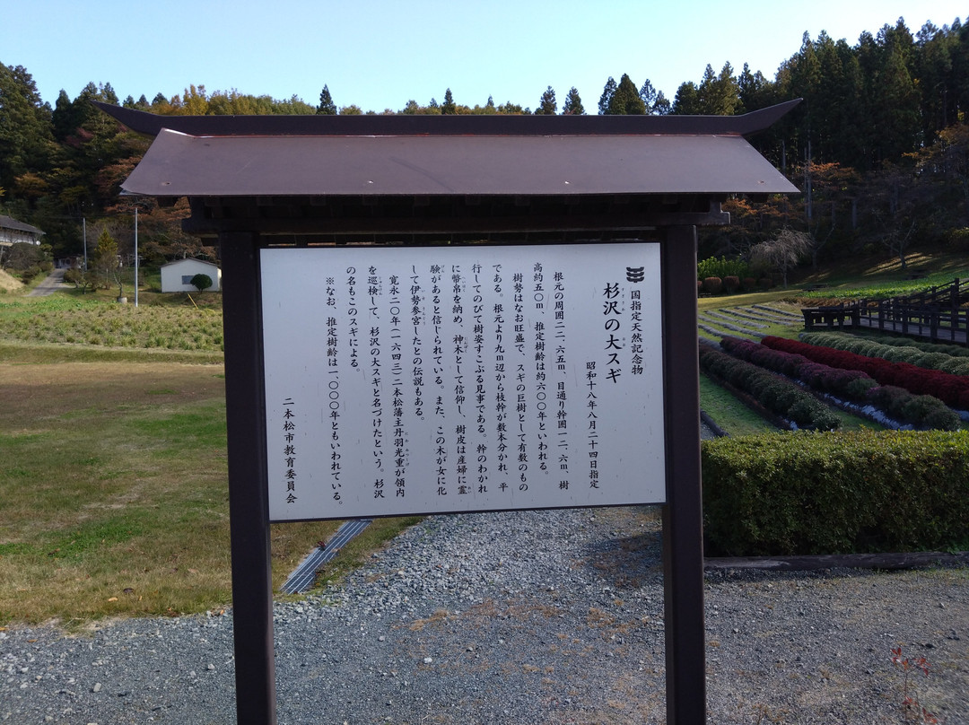 Japanese Cedar Tree of Sugisawa-二松本市必去景点