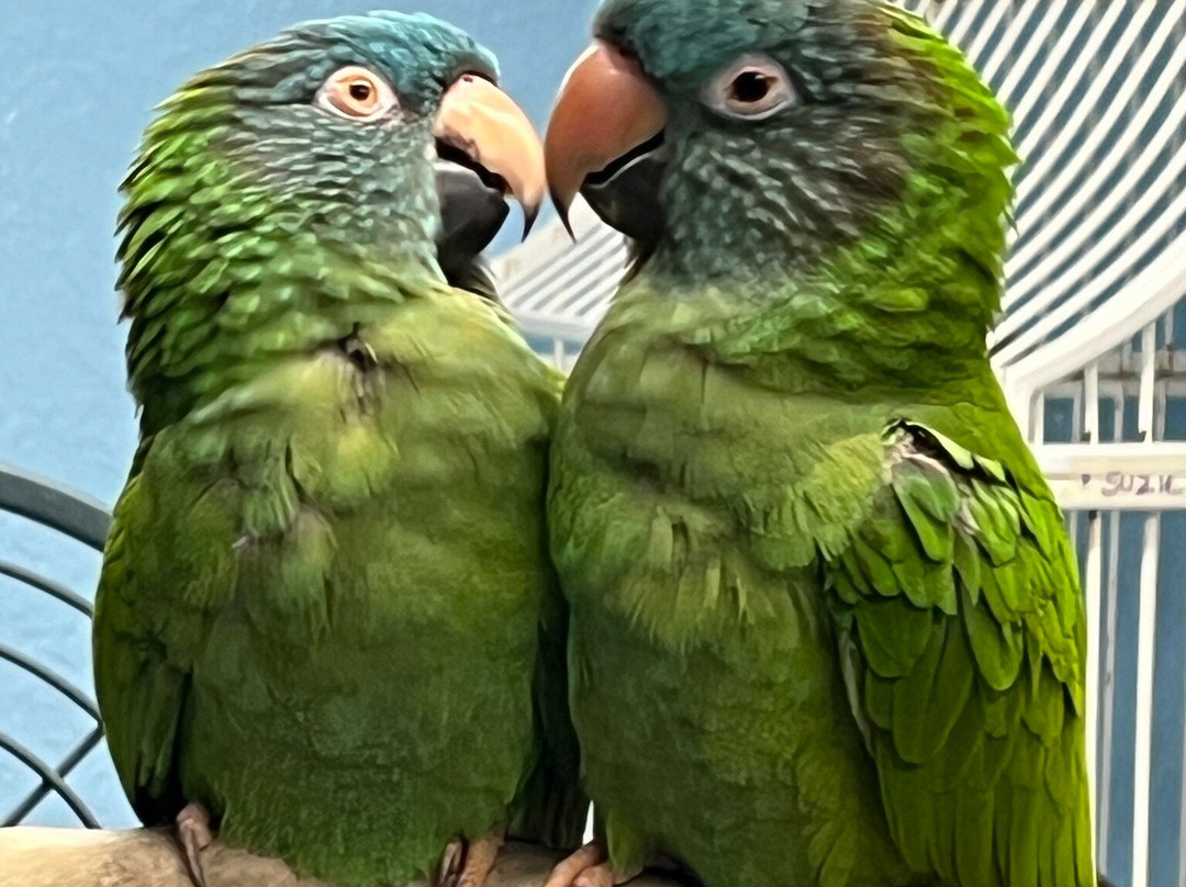 Ziggy's Haven Bird Sanctuary-因弗内斯必去景点