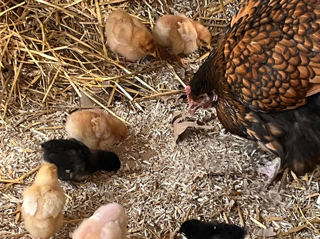 Bureau D'information Touristique De Turckheim-图克汉必去景点