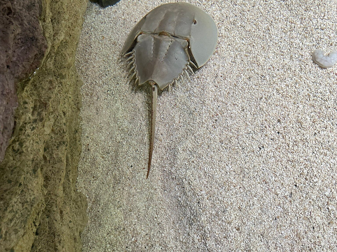 Mote Marine Laboratory & Aquarium-萨拉索塔必去景点