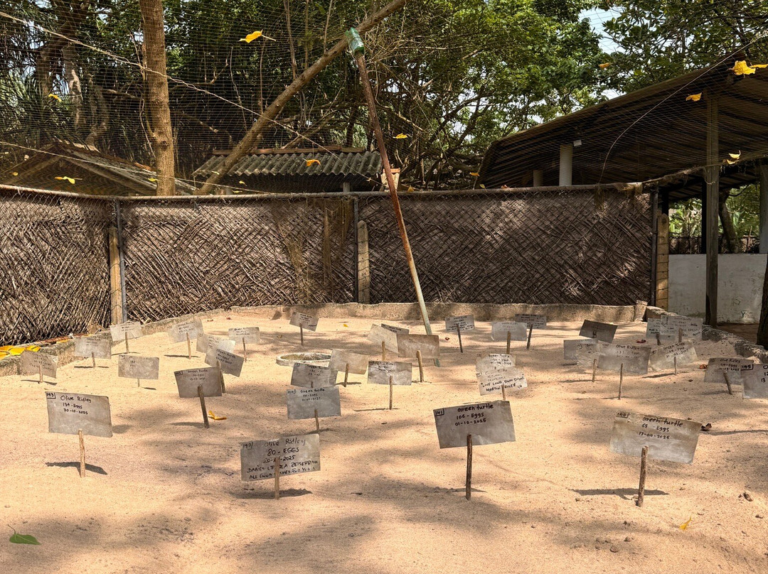 Galbokka Sea Turtle Hatchery-科斯戈德必去景点