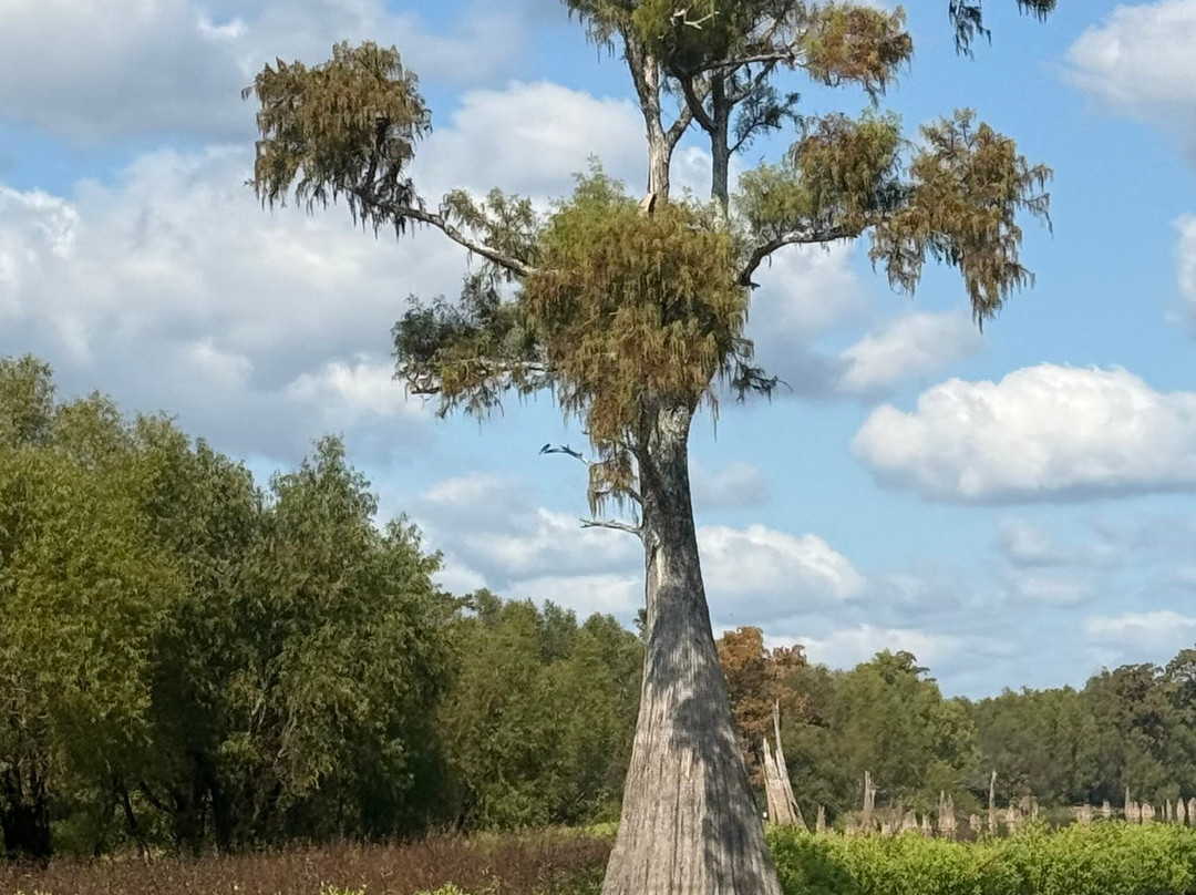 Atchafalaya Basin Landing & Airboat Swamp Tours-布里奥克斯桥必去景点