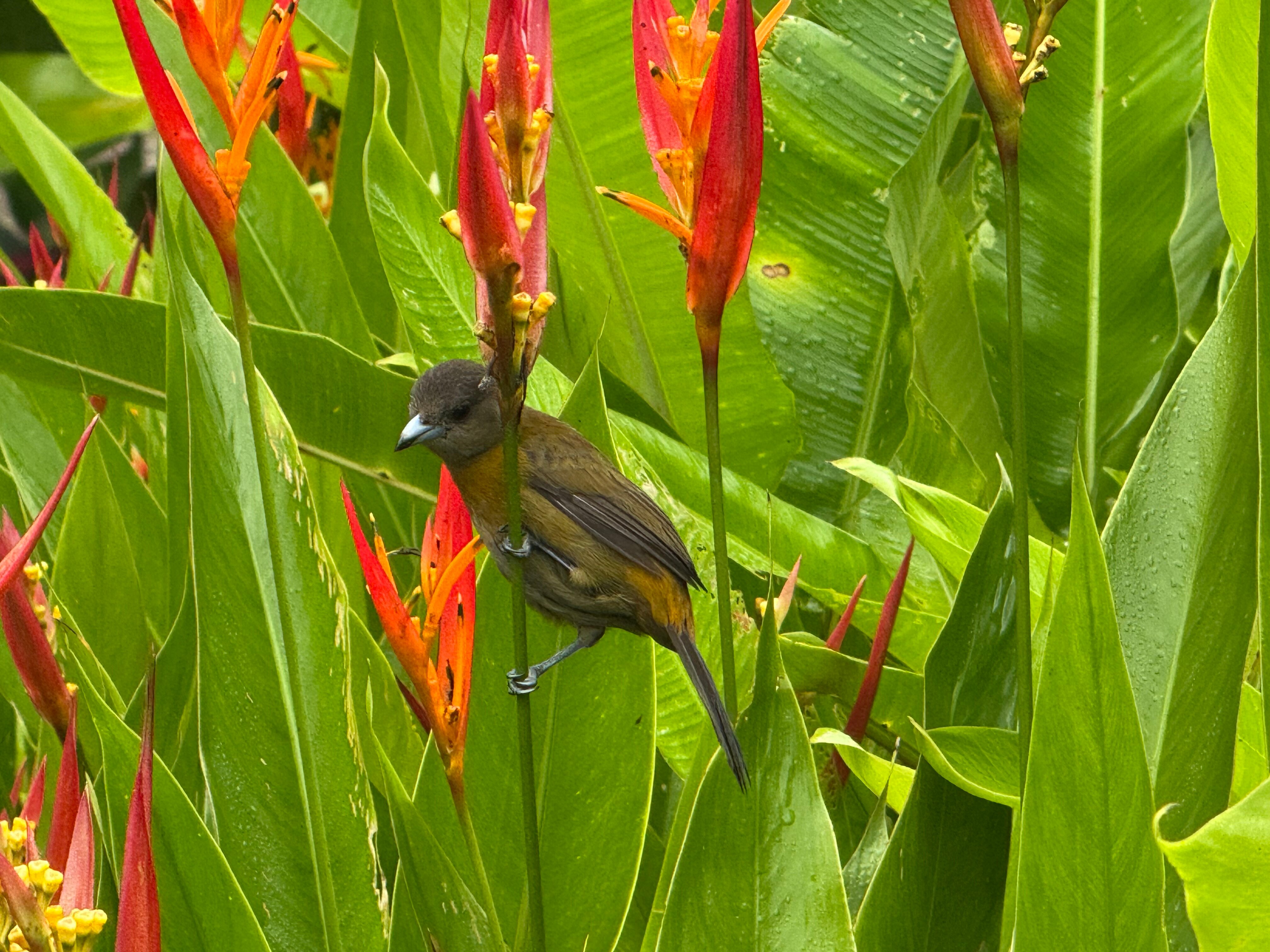 Tilajari Hotel Resort and Conference Center-浴室