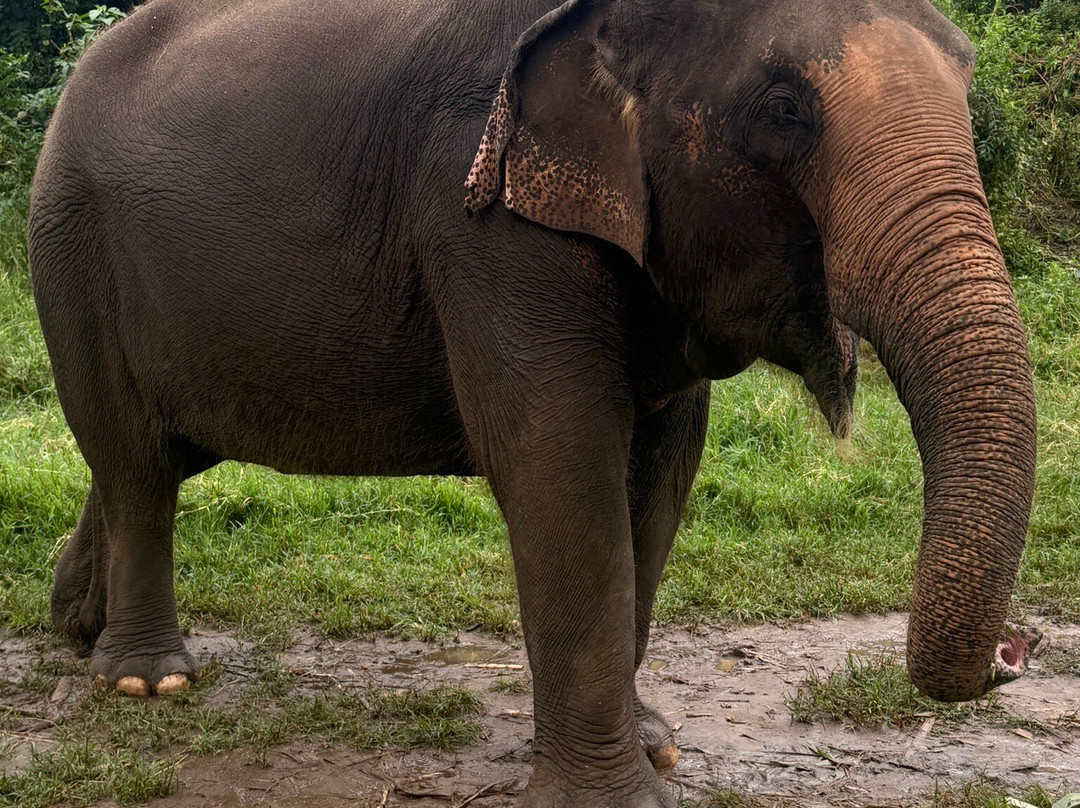 Living Green Elephant Sanctuary-清迈必去景点