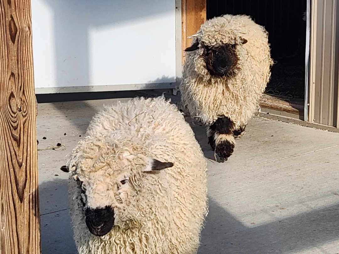 Eagle Eye Farm-River Falls必去景点