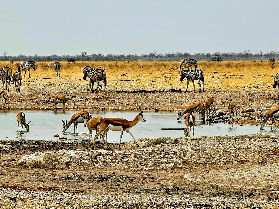 Etosha National Park-Okaukuejo必去景点