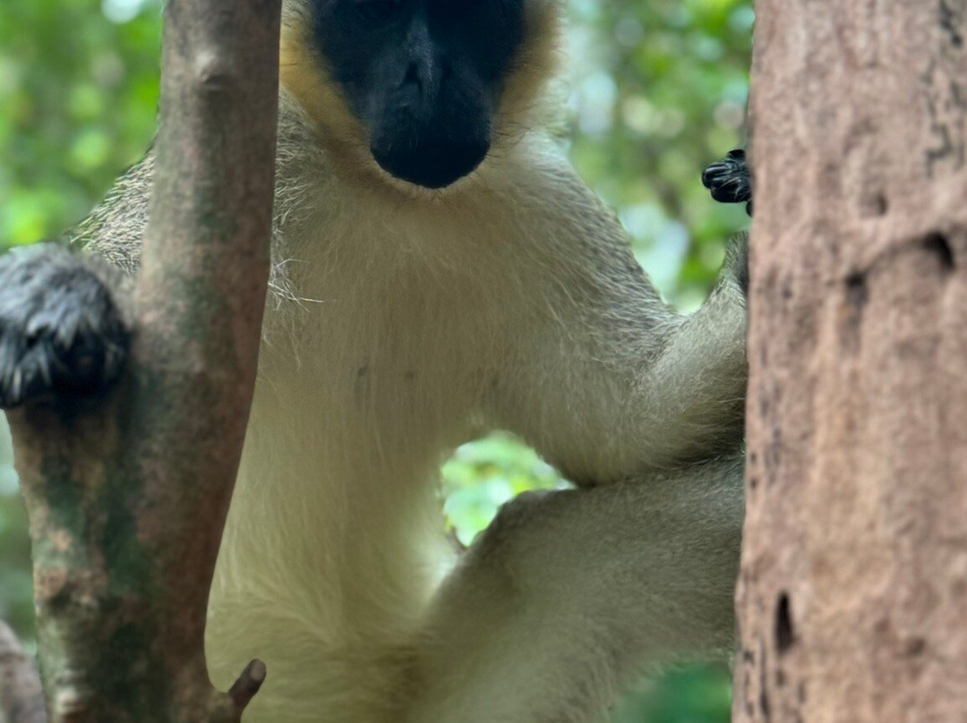 Barbados Wildlife Reserve-Saint Peter Parish必去景点