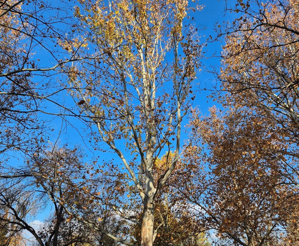 Sad Janka Kráľa-布拉迪斯拉发必去景点