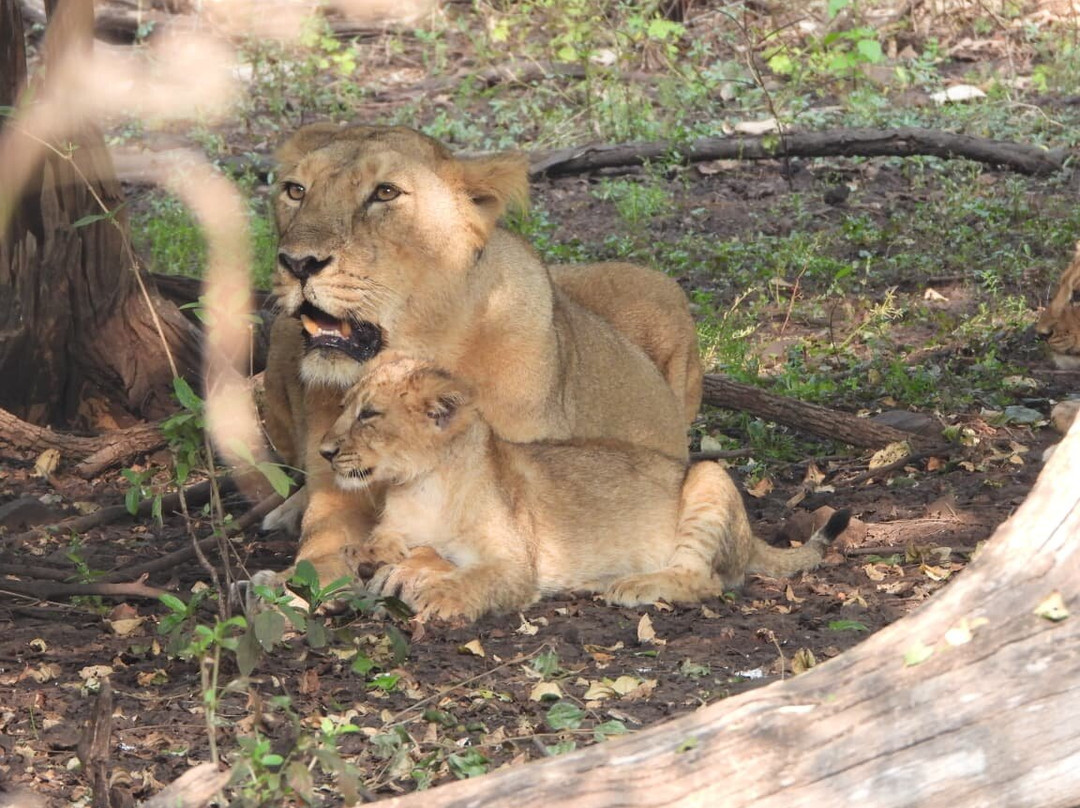 Araiya Gir - A Mavintara Resort