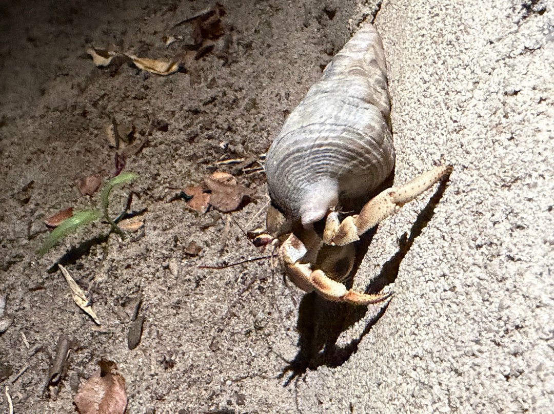 Butiama Beach Lodge主图