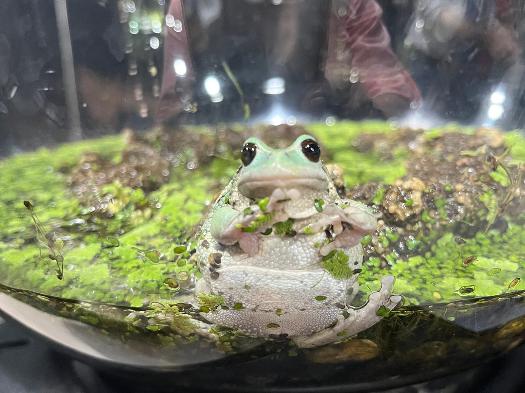 Wikiri Sapoparque-基多必去景点