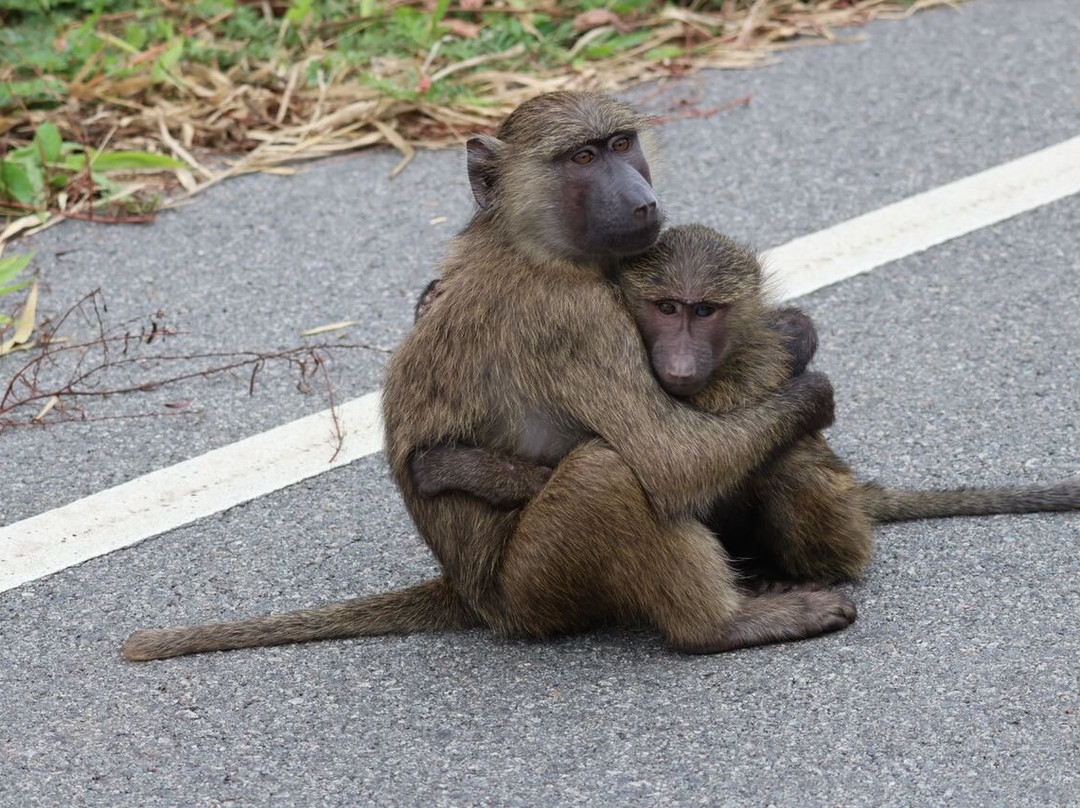 Golden Plains Safaris-Wakiso必去景点
