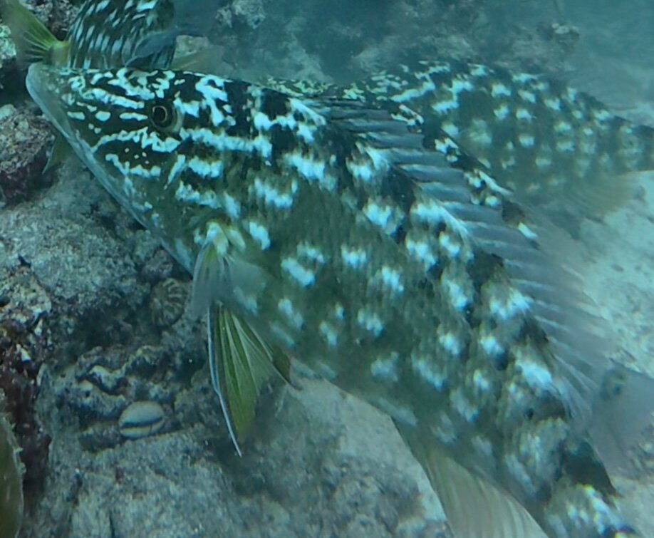 Big Blue Divers Rasdhoo-拉斯胡必去景点