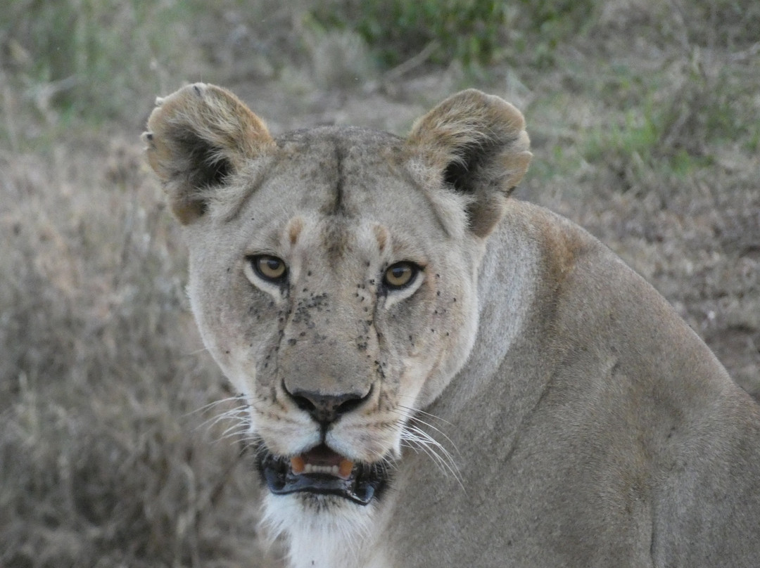 Ajabu Adventures Ltd - Day Tours-阿鲁沙必去景点