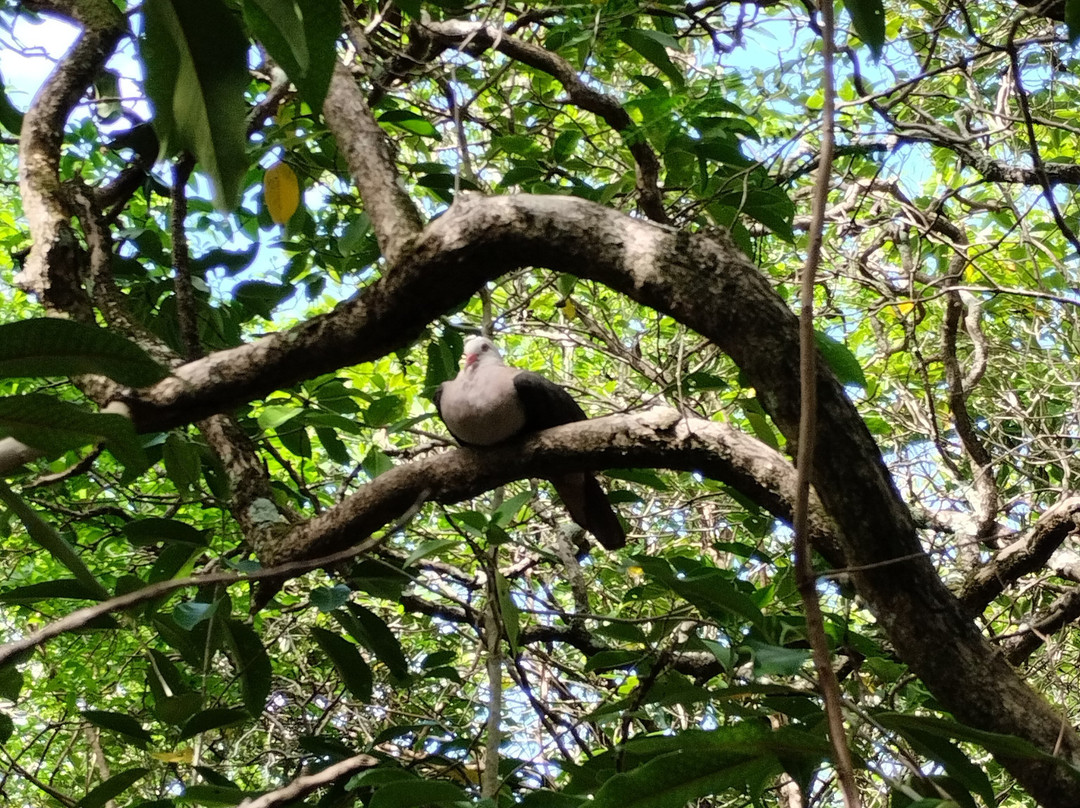 Mauritian Wildlife Foundation (MWF)-Vacoas必去景点